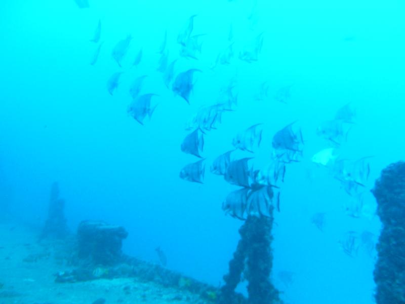 USCG Duane Wreck - Key Largo, FL - 120’