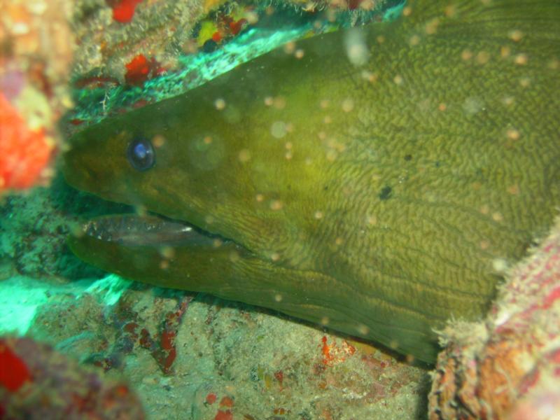 Moray Eel