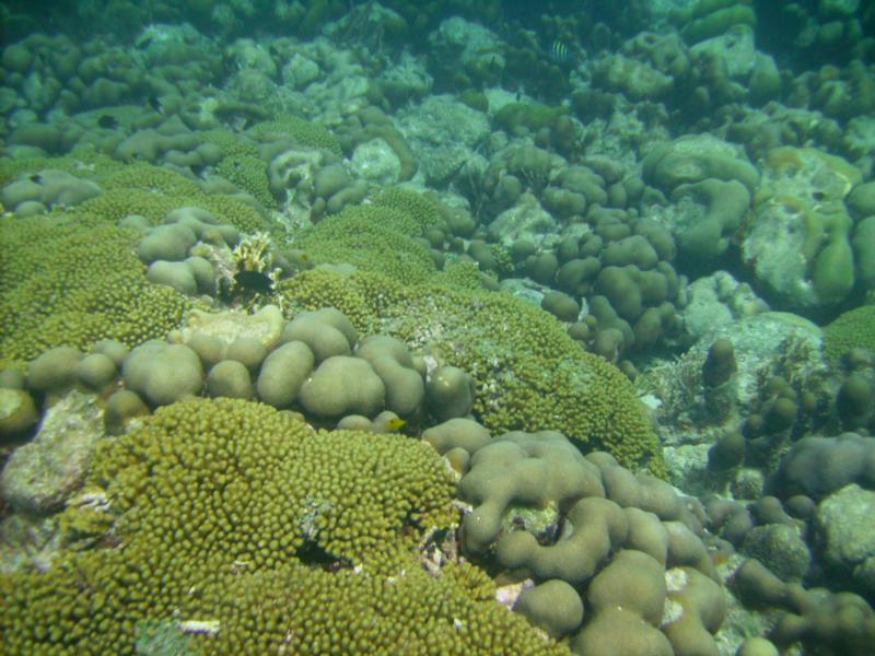 coral aruba
