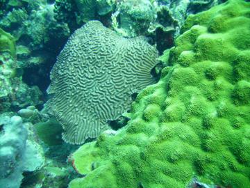 Bonaire-coral 3