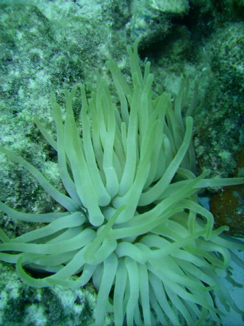 Bonaire Plant