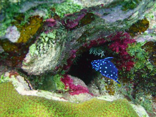 Bonaire Blue Fish