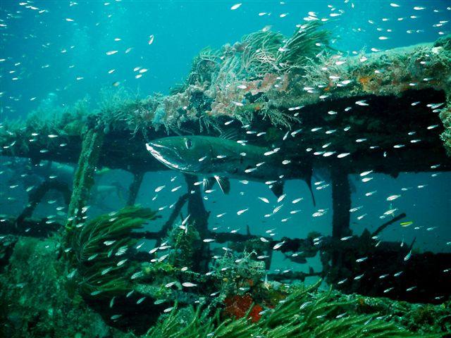 diving off st.kitts