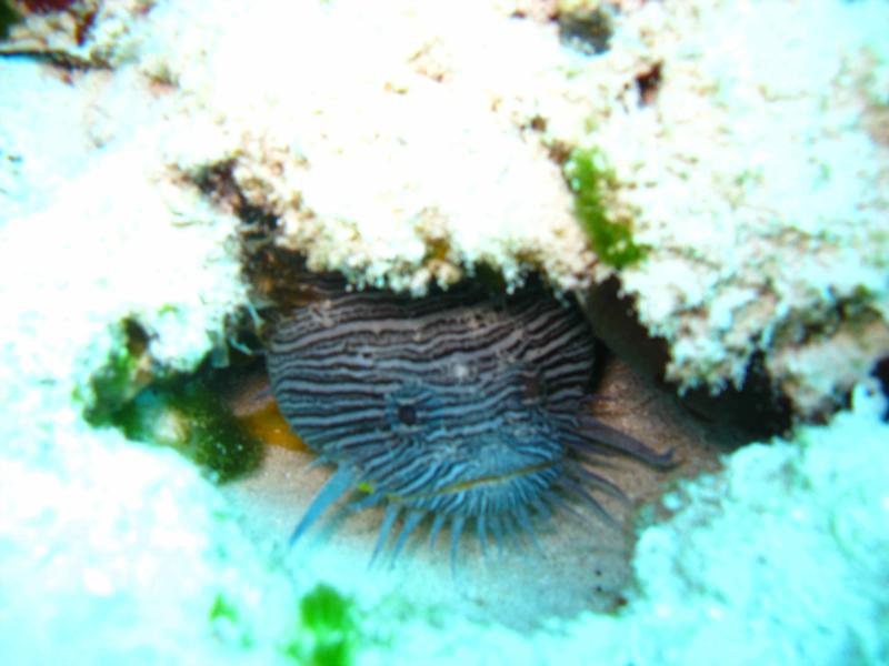 Splendid Toadfish