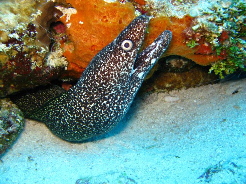 Spotted Moray Eel