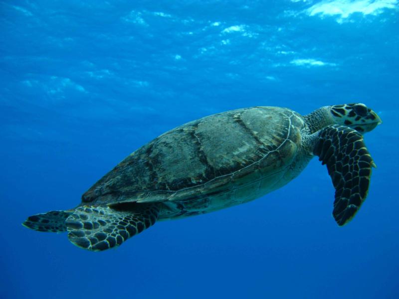 Going to the Surface