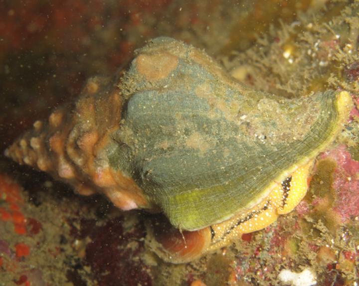 California Cone Snail - Macro #3