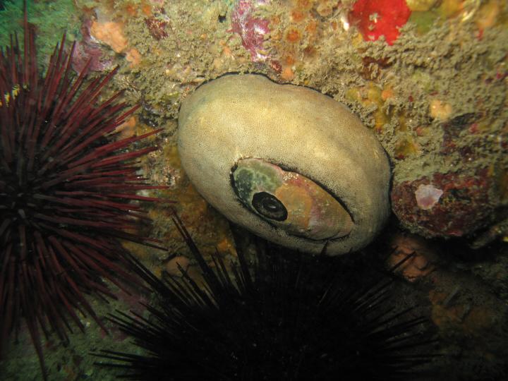 Giant Keyhole Limpet - 2nd ever macro