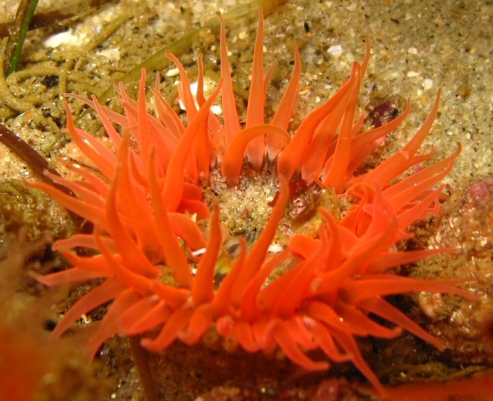 Orange Anemone at Woods Cove