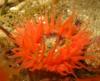 Orange Anemone at Woods Cove