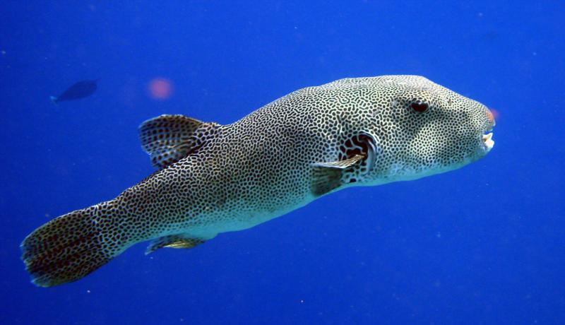 Giant Pufferfish