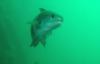 A fish