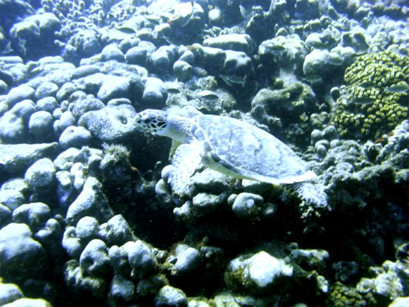 Curacao Sea Turtle