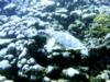 Curacao Sea Turtle