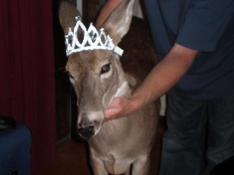 Jodie the Princess