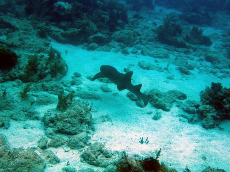 Nurse Shark