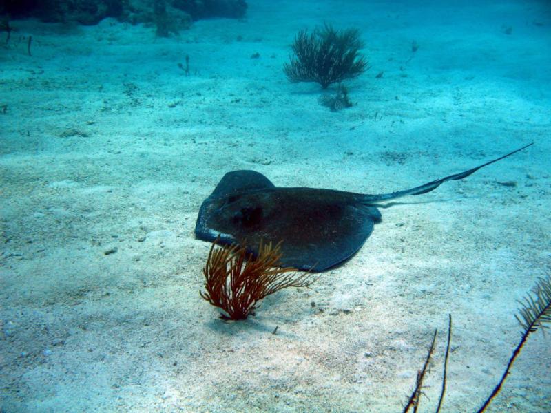 Stingray