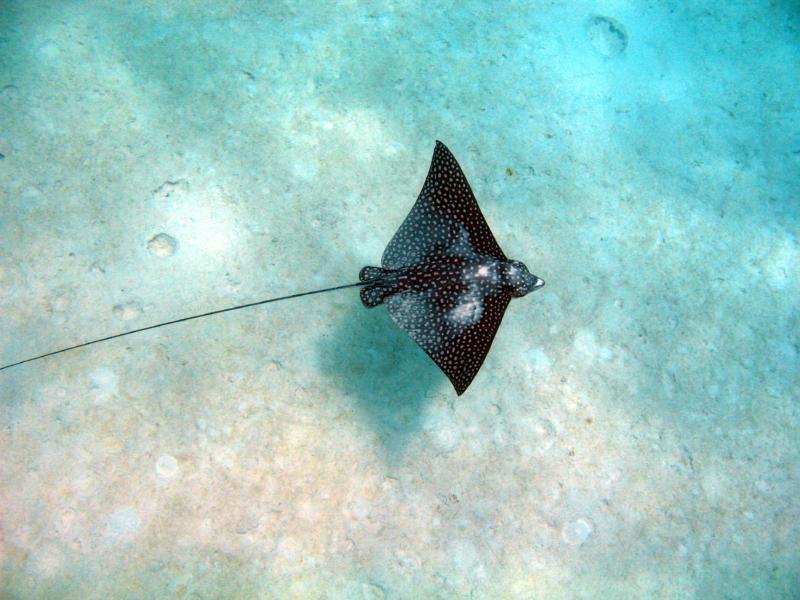 Eagle Ray