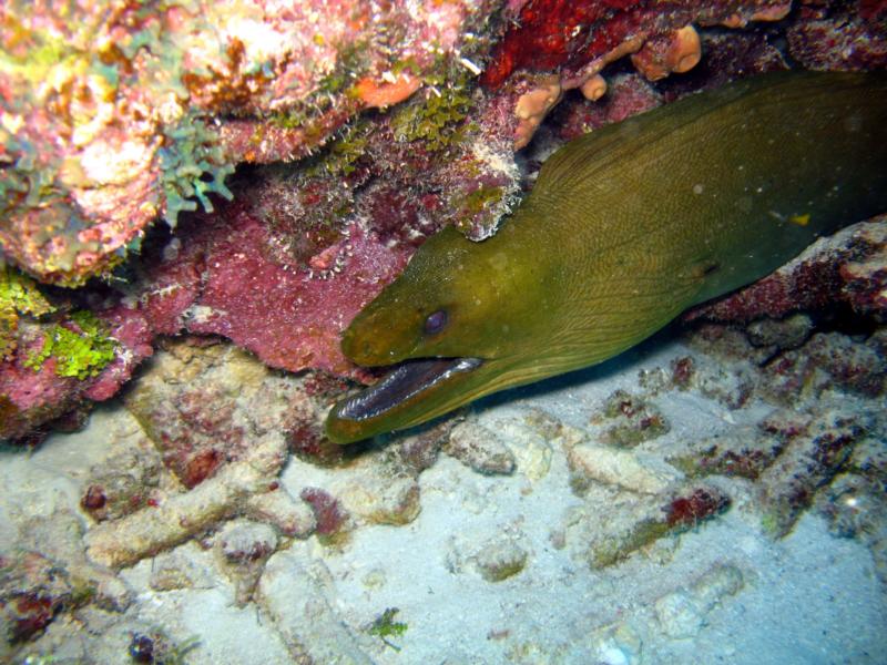 Green Moray