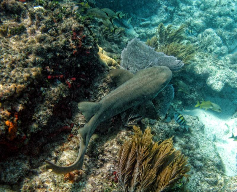 Nurse Shark