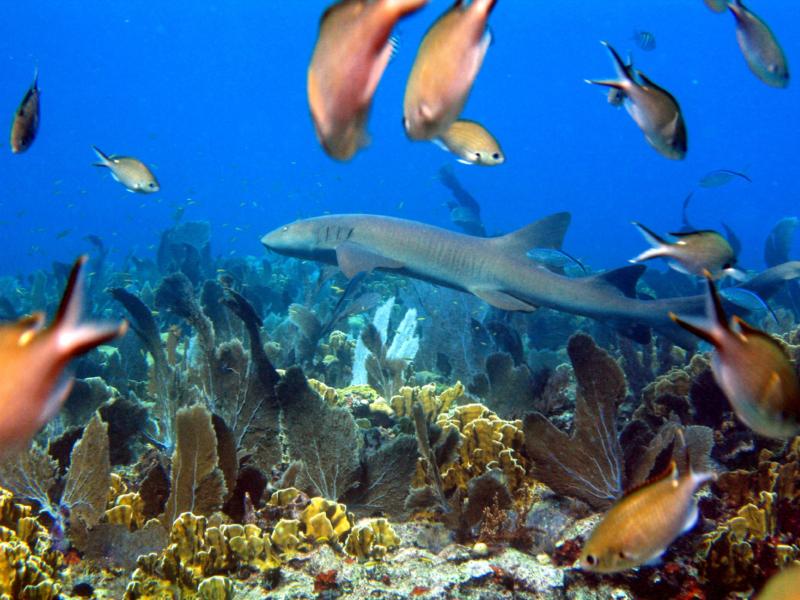 Nurse Shark