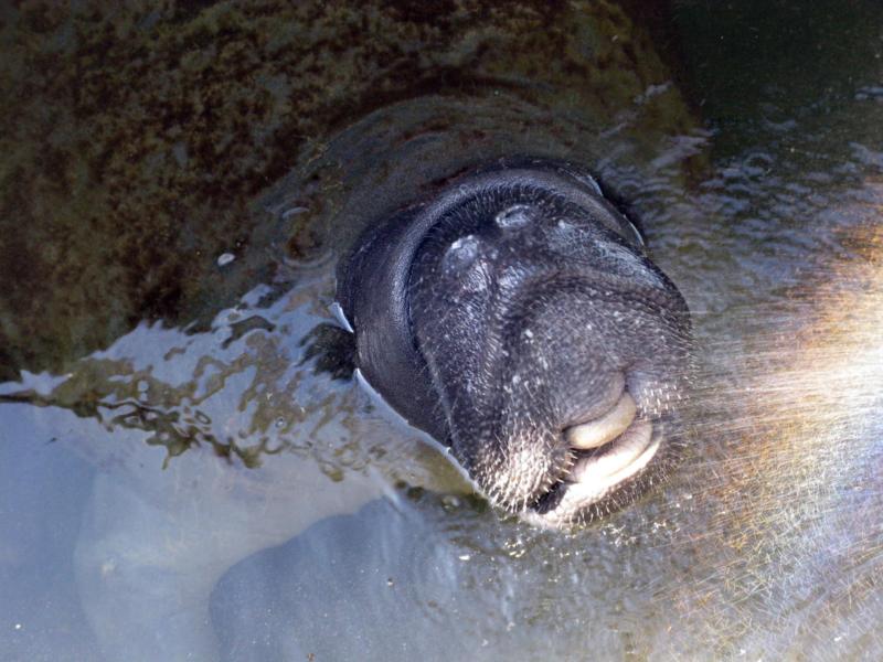 manatee