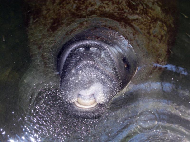 manatee