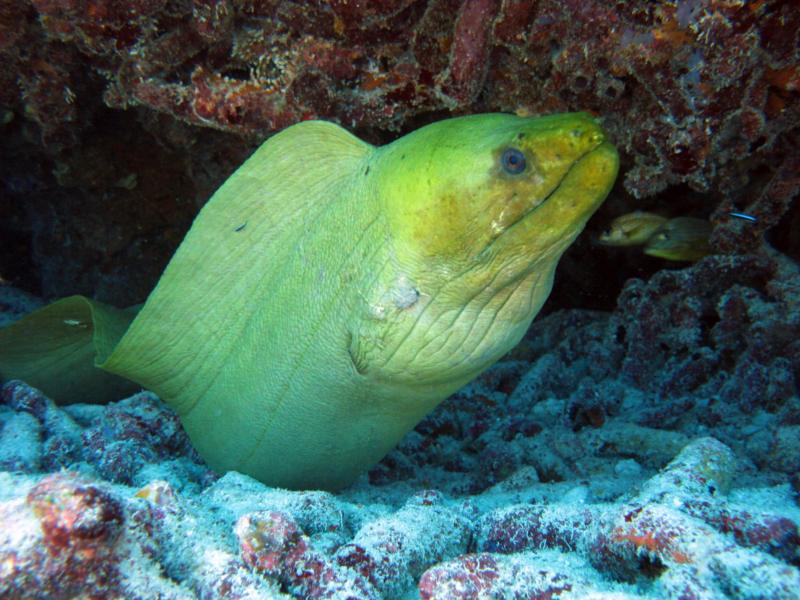 Green Moray