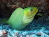 Green Moray