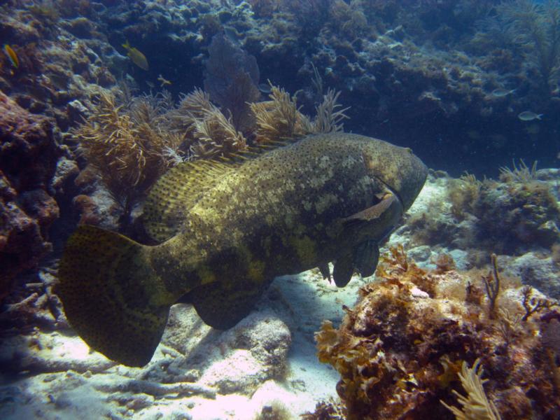 Goliath Grouper