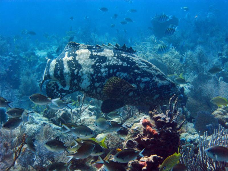 Goliath Grouper