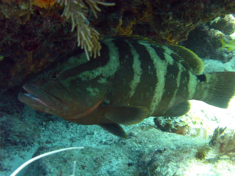 Nassau Grouper