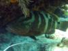 Nassau Grouper