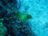 Green Moray