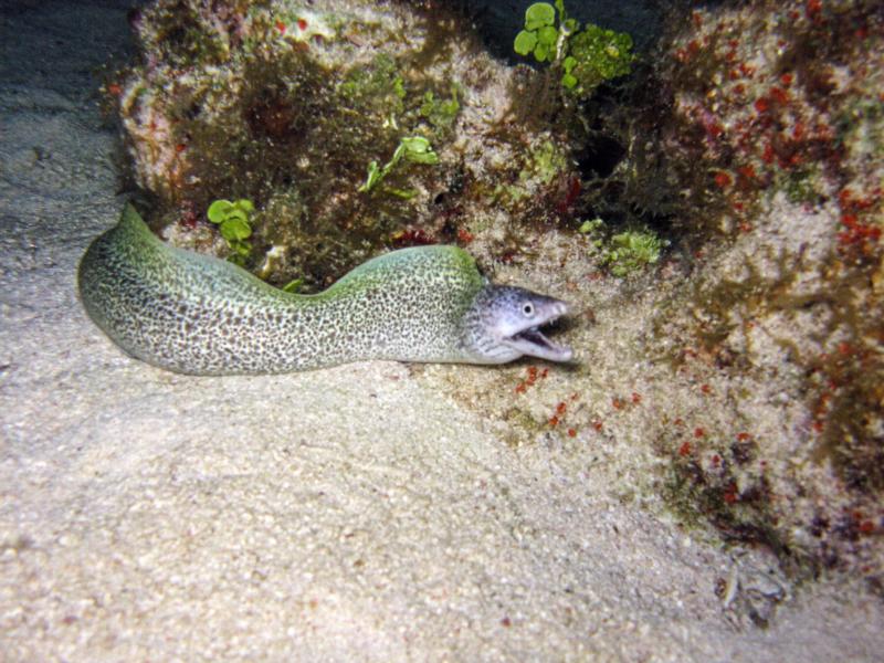 Spotted Moray