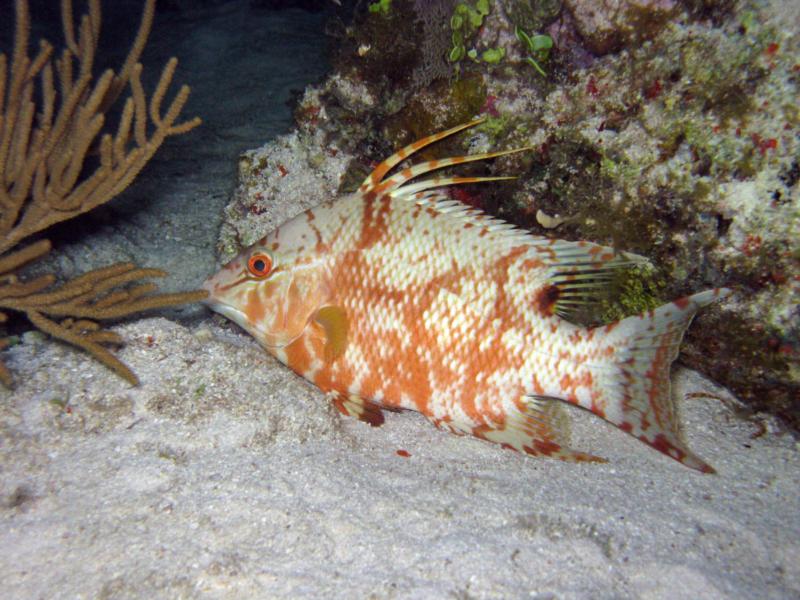 Hogfish