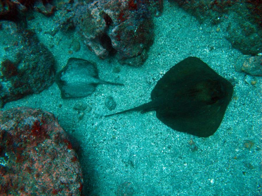 Sting Ray and Bat Ray