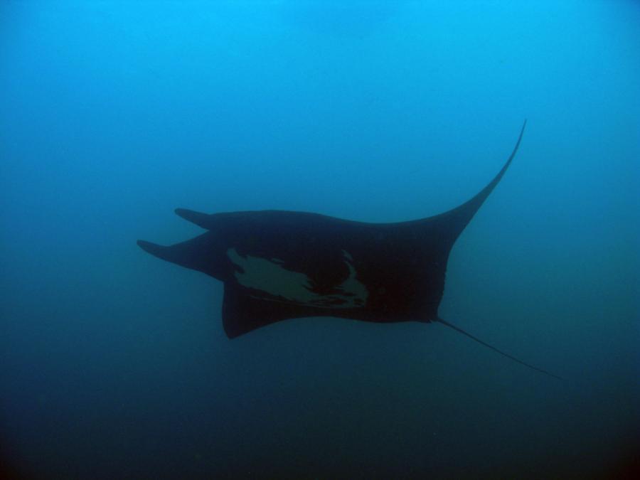 Manta Ray