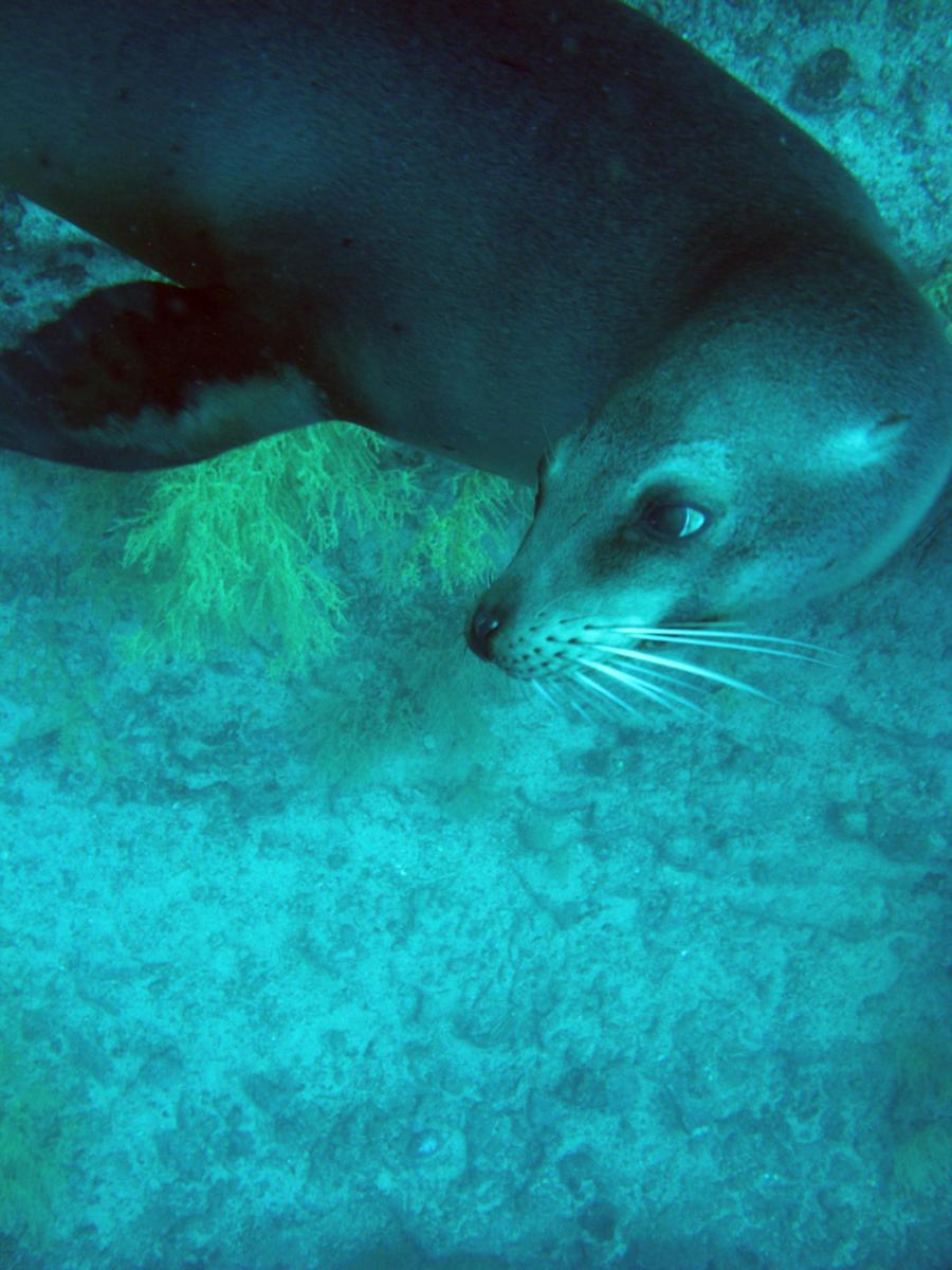 Galapagos