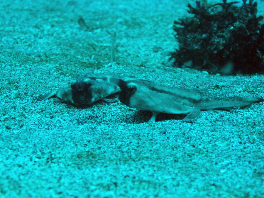 Red Lipped Batfish