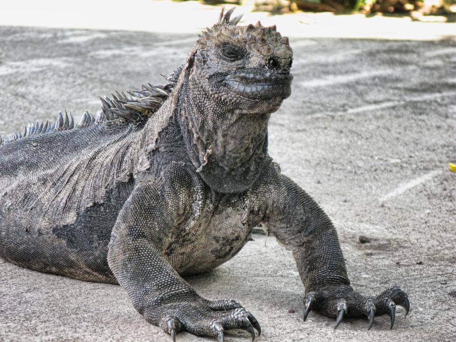 Marine Iguana