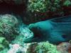 Moray Eel