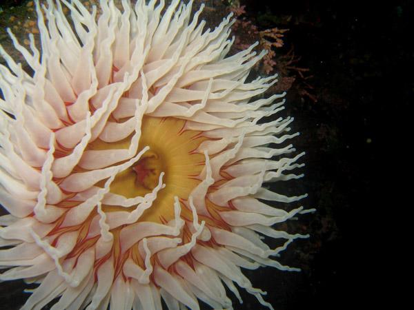 Fish-Eating Anemone