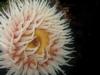 Fish-Eating Anemone