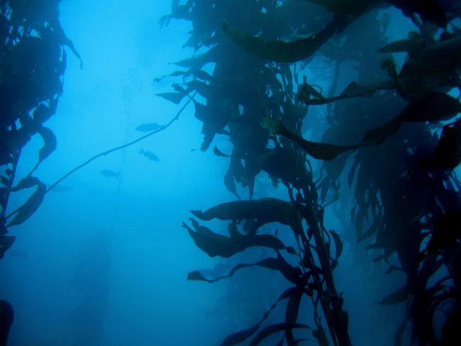 Kelp Forest - Monastery Beach