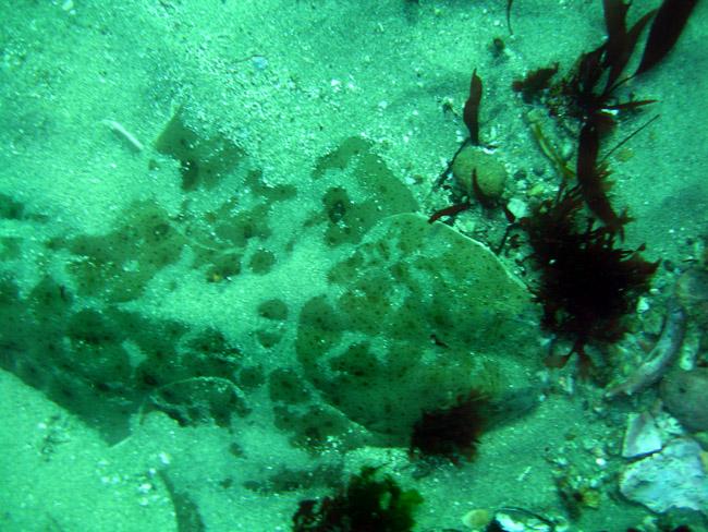 Pacific Angel Shark - Monestary Beach