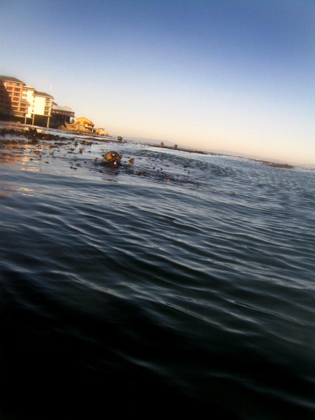 Sea Otter - San Carlos Beach, Monterey