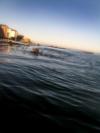 Sea Otter - San Carlos Beach, Monterey