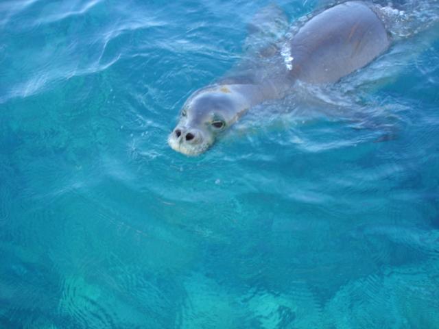 Hawaiian monk seal