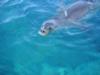 Hawaiian monk seal